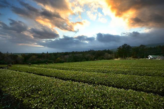 제주에서 한적한 차밭의 여유를 즐기고 싶다면 개인이 운영하는 소규모 다원을 찾는 것도 좋을 것 같다. 한라산 동남쪽 끝자락, 1115번 도로와 1131번 도로(516도로)가 만나는 지점에 자리 잡은 서귀다원은 80대 노부부가 운영하는 다원이다. 2만여 평의 감귤밭을 40년간 일궈온 부부가 귤밭을 차밭으로 바꿔 16년째 운영 중이다. 노부부는 지금도 손수 농사를 짓고 차를 덖는다고 한다. /연합뉴스