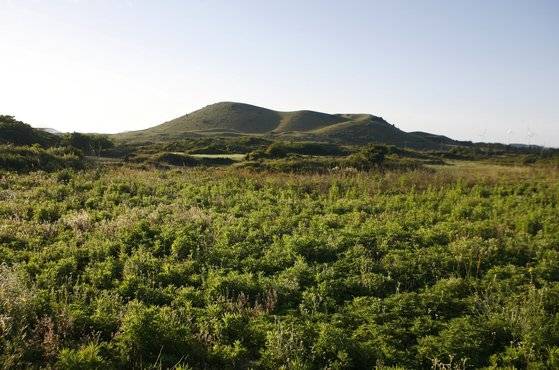 멀찍이서 용눈이오름을 바라봤다. 용눈이오름은 바라보는 자리에 따라 전혀 다른 모습이 된다. 손민호 기자