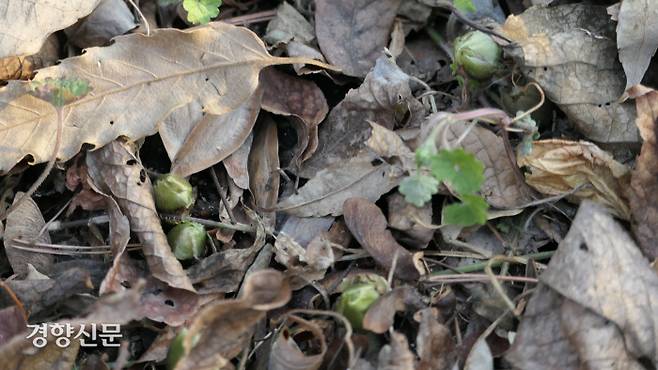 지난 19일 홍릉 숲(국립산림과학원) 제3수목원 복수초밭의 꽃은 봉오리 상태다. 김종목 기자