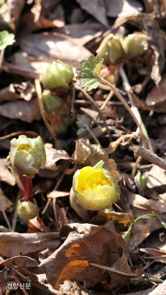 지난 23일 홍릉 숲 복수초밭에서 망울을 터뜨린 복수초.  촬영시간은 이날 오후 3시16분. 김종목 기자
