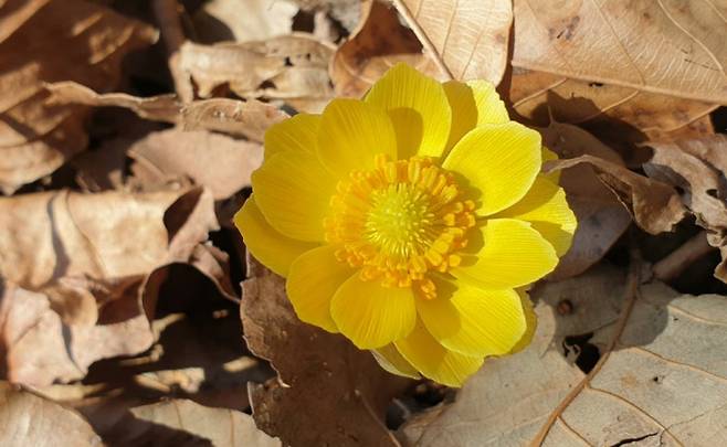 지난 17일 오전 여수시 돌산읍 봉화산에 복수초가 피어 있다. 연합뉴스