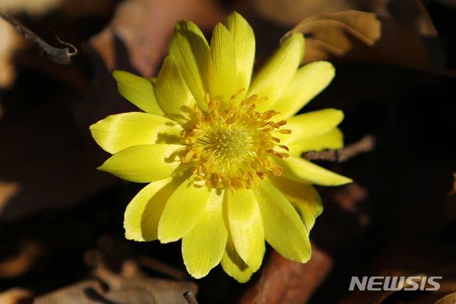 [대전=뉴시스] 홍릉수목원에 꽃핀 복수초.