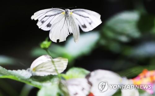 지난 20일 경기 용인 에버랜드에 날아든 나비 [연합뉴스 자료사진]
