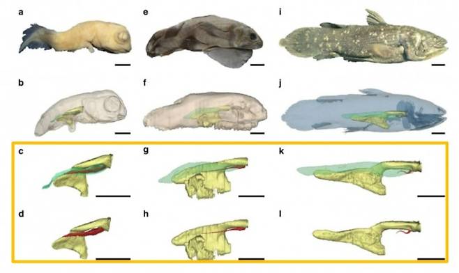 수억 년 전 물가에 살던 실러캔스는 폐어와 마찬가지로 폐가 있었지만 깊은 바다에서 적응한 현생 실러캔스에는 흔적 기관으로만 남아있다. 지난 2015년 실러캔스 태아 발생과정을 살펴본 결과 태아 초기에는 폐가 제대로 발생하지만(왼쪽 빨간색) 자라면서 퇴화해(가운데 빨간색) 성체에서는 흔적 기관이 되는 것으로 밝혀졌다(오른쪽 빨간색). 폐가 있어야 할 공간을 대신 지방 기관(녹색)이 차지하고 있다. 어류와 육상동물의 과도기적 성격을 연구할 때 현생 실러캔스가 폐어보다 못한 이유다. ‘네이처 커뮤니케이션스’ 제공