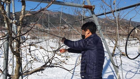 과수 동해 판별 모습. / 사진제공=가평군