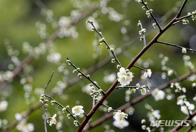 [제주=뉴시스]우장호 기자 = 겨울비가 촉촉히 내린 26일 오후 제주시 연동의 한 거리에 청매화가 꽃을 피워 시선을 사로 잡고 있다. 2021.01.26. woo1223@newsis.com