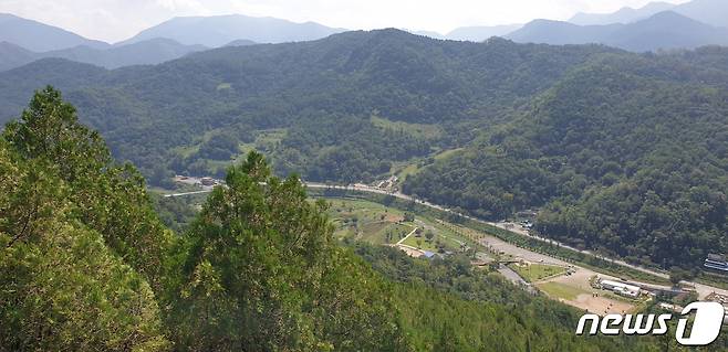 제천시 수산면 측백나무 숲.(제천시 제공)© 뉴스1