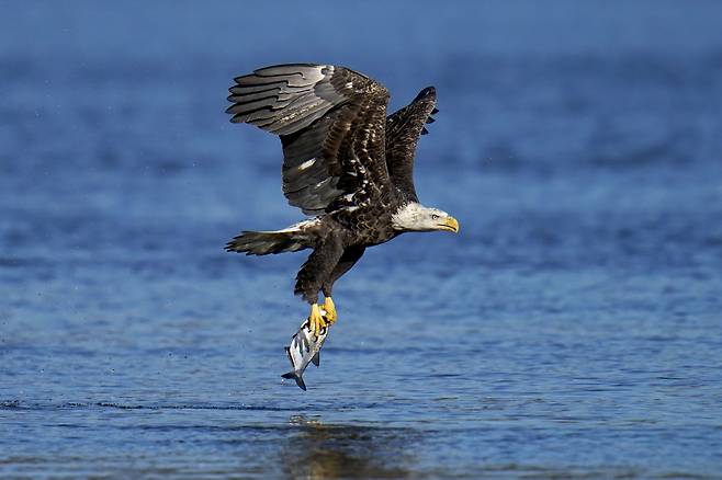 흰머리수리 한마리가 미 메릴랜드주 코노윙고 댐 부근에서 물고기 사냥에 성공한 뒤 둥지로 향하고 있다.  /AP 연합뉴스