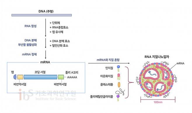 mRNA 백신의 구조와 제조 방법. mRNA는 단백질의 정보를 담은 코딩서열, 단백질 생산을 돕는 비번역서열, mRNA가 파괴되지 않도록 막는 캡 그리고 mRNA를 안정적으로 유지하는 폴리A꼬리로 구성된다. RNA를 세포 내로 전달하기 위해 지질과 폴리에틸렌글라이콜 등을 섞어서 나노입자를 만든다. IBS 제공 (출처 Verbeke et al., 2019; Linares-Fernandez et al., 2019)