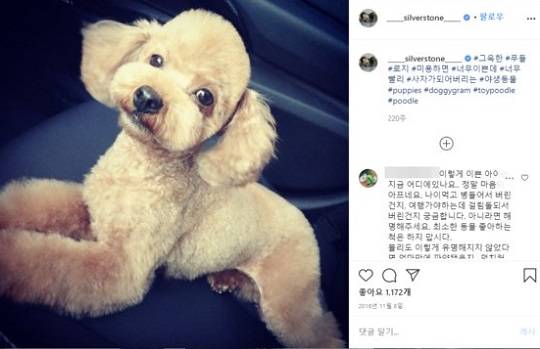 박은석이 2016년 올린 반려견의 모습. 박은석 인스타그램