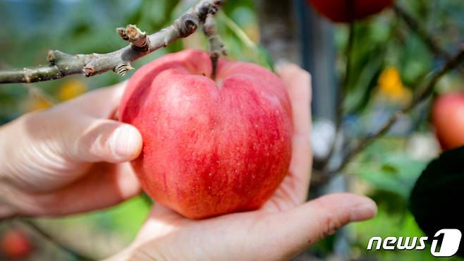 농림축산식품부는 자연재해로 인한 농업인의 경영불안을 해소하고 소득안정을 도모하기 위해 29일부터 농작물재해보험 상품 판매를 실시한다고 28일 밝혔다./뉴스1