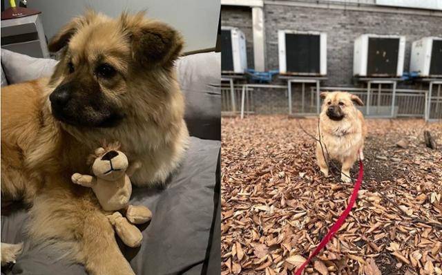 경남 고성군 유기동물보호소는 공식 인스타그램을 통해 배우 조승우와 그가 입양한 반려견 '곰자'의 근황을 공개했다. 인스타그램 캡처