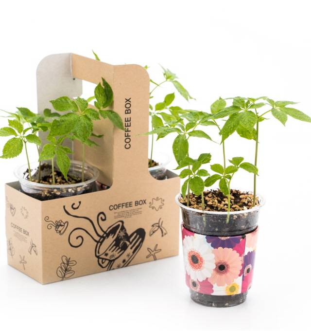 새싹작물을 키우면 정서적 안정 효과를 얻을 수 있어 코로나19로 인한 우울감·무기력증을 극복하는 데 도움이 되고 영양소가 풍부해 기력회복과 면역력 상승에도 효과적이다./사진=농촌진흥청