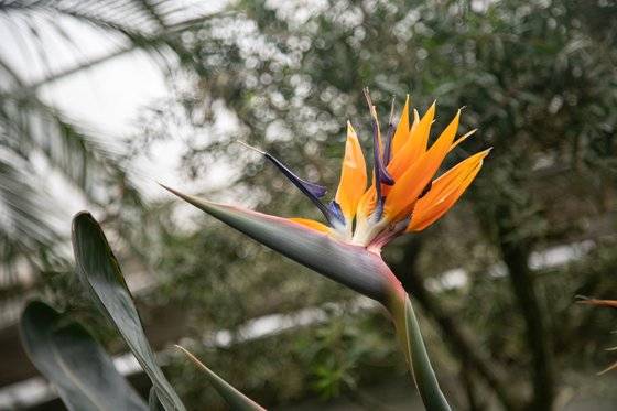 새처럼 생긴 극락조화. 최승표 기자