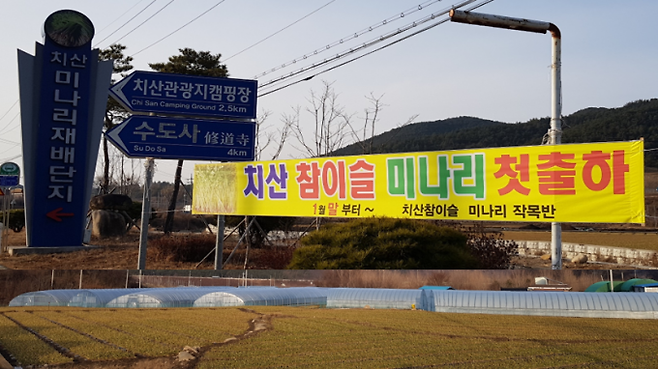 영천시 신녕면 치산리에는 미나리 출하를 알리는 현수막이 걸렸다. 영천시 제공