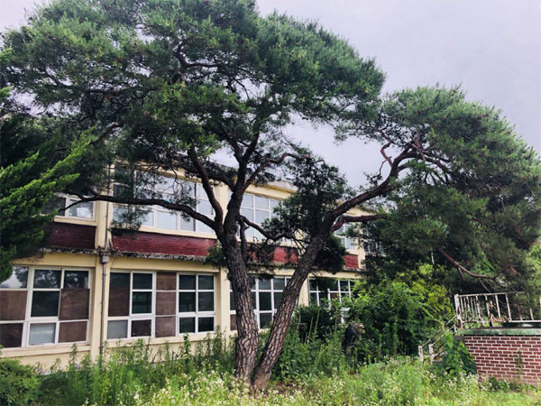 2009년 폐교된 지수초등학교와 `재벌 소나무`.  [사진 = 매경DB]