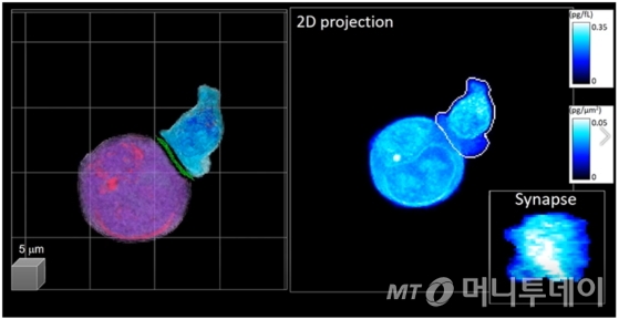 KAIST 물리학과 박용근, 생명과학과 김찬혁 교수 공동연구팀이 개발한 '인공지능 면역항암 세포 3차원 분석기술'이 적용된 3D 영상. (사진 좌측: 인공지능으로 분석된 3D 비표지 홀로그래피 영상. 보라색 – 타겟 암 세포, 파란색 – CAR-T 세포, 사진우측: 2차원 누적 영상. 우측 하단: 추출된 IS 영상 정보)./사진제공=KAIST