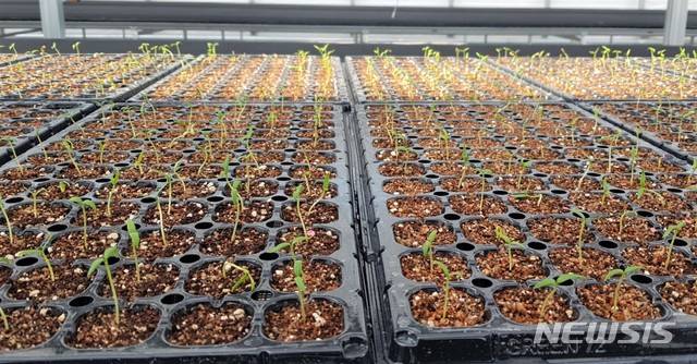 가동 시작한 단양 공동육묘장