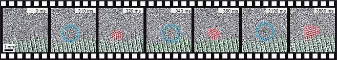 금 나노결정의 탄생 순간을 촬영한 고해상도 투과전자현미경 영상. 왼쪽 세 번째 이미지(320ms)의 빨간색 영역 안에 규칙적으로 배열된 작은 알갱이가 금 원자다. 금 원자의 규칙적인 배열이 보였다 사라졌다 하는 현상이 관찰됐다. 결정핵이 비결정상과 결정상의 상태를 가역적으로 반복하며 성장하기 때문이다. [IBS 제공]