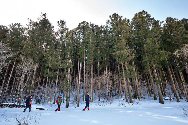 1970년대에 심은 삼나무는 이제 키가 30m 이상 되는 거목이 되었다.