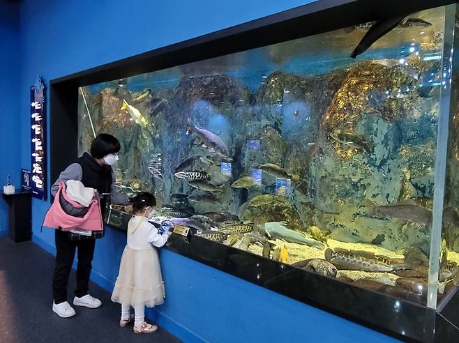 충북 단양군 다누리아쿠아리움에서 모녀가 수조의 물고기를 보고 있다. 단양군 제공