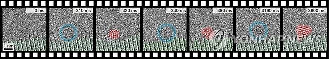 초고속 투과전자현미경으로 관찰한 핵생성 과정 (서울=연합뉴스) 기초과학연구원 나노입자 연구단 박정원 연구위원(서울대 화학생물공학부 교수) 연구팀, 한양대 에리카켐퍼스 이원철 교수팀 등이 핵생성 과정을 원자 수준에서 직접 관찰하는 데 세계 최초로 성공했다고 29일 밝혔다.      사진은 초고속 투과전자현미경을 활용해 관찰한 금 원자가 비결정상과 결정상의 상태를 반복하며 결정핵으로 성장하는 과정. 2021.1.29       [기초과학연구원 제공. 재판매 및 DB 금지] photo@yna.co.kr