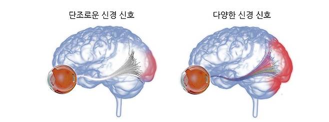 망막 신경 신호 다양성과 뇌 시각 피질 활성화 개념도 [KIST 제공. 재판매 및 DB 금지]