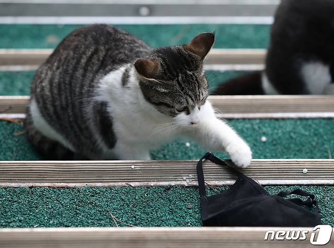 질병관리청 등에 따르면 강아지, 고양이 등 반려동물이 사람에게 코로나19를 전파할 가능성은 극히 낮은 것으로 알려져있다. 사람으로 인해 반려동물이 코로나에 감염될 우려가 있는만큼 마스크 등을 함부로 버리면 안 된다. 고양이가 자칫 마스크 끈을 먹어서 위험해질 수도 있어서다. 사진은 25일 서울 시내 한 공원에서 떨어진 마스크를 가지고 장난 치는 길고양이의 모습. 해당 기사와 직접 상관 없음. 2021.1.25/뉴스1 © News1 김진환 기자