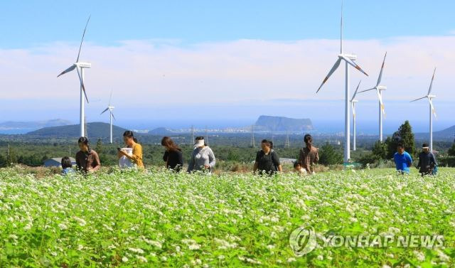 제주자연생태공원에 메밀꽃이 활짝 피어있다.