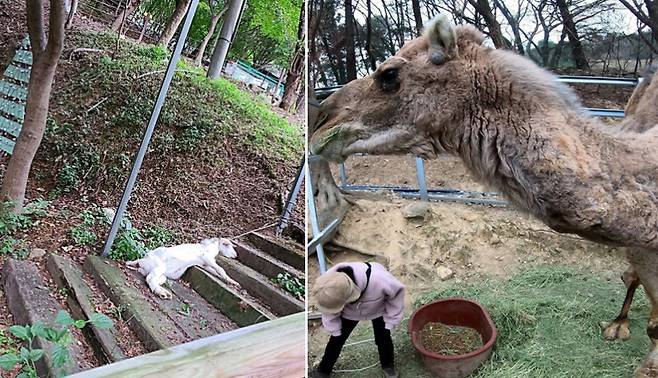 대구 동물원에 방치된 염소와 낙타. 염소는 나무에 목이 매달려있다./사진=비구협 인스타그램