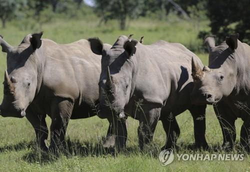 남아공 코뿔소들 [AP=연합뉴스]