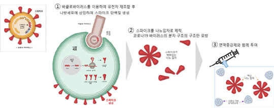 노바백스 백신 개발 원리. 출처: 뉴욕타임스, How the Novavax Vaccine Works, 2020.12.31, 생명공학정책연구센터 재가공