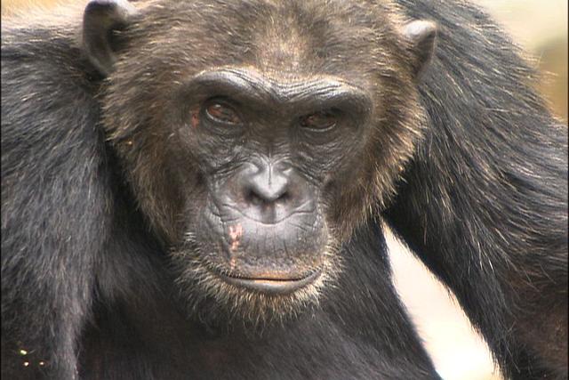 일부 학자들은 문명이 발달하면서 침팬지(사진)만큼 이기적이고 폭력적인 인간의 본성이 이타적이고 유순하게 바뀌었을 것이라고 주장한다. 그러나 '문명의 역습'의 저자 크리스토퍼 라이언은 침팬지만큼이나 인간과 가까운 영장류인 보노보를 언급하며 오히려 문명 이전의 인류가 보노보처럼 평등하고 평화적이지 않았을까 추측한다. 위키미디어