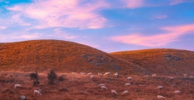 2020년의 올해의 젊은 여행 사진작가에 선정된 닐 싯, 미국 (14세) / Woodbury, South Island, New Zealand (뉴질랜드 남섬 우드베리), 작가는 자신이 거주하는 주변의 경치가 대부분 구불구불한 언덕이었고 양이 많았다고 떠올렸다.