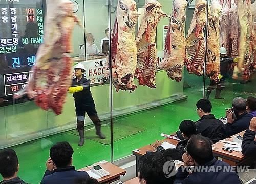 음성군 농협 축산물 공판장 경매 모습 [연합뉴스 자료사진]