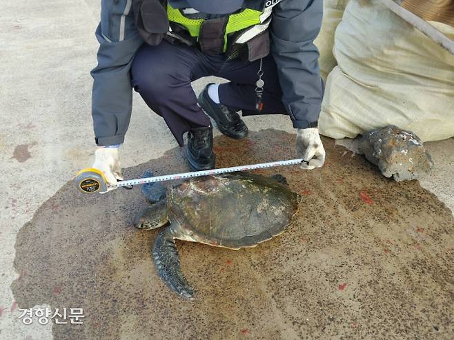 6일 오후  제주시 한림읍 수원포구 해상에서 괭생이모자반에 걸려 있다 구조된 멸종위기종 푸른바다거북. 제주해경 제공