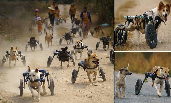 매일 경주하듯 산책…휠체어 탄 태국 보호소 장애견들