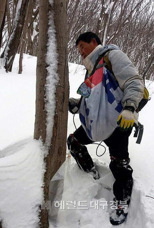 1m이상 눈이쌓여있는 울릉도 서면 남양 두리봉 산천에서 마을 주민 이수철씨가   고로쇠 수액 채취를 위한 작업을  하고 있다.