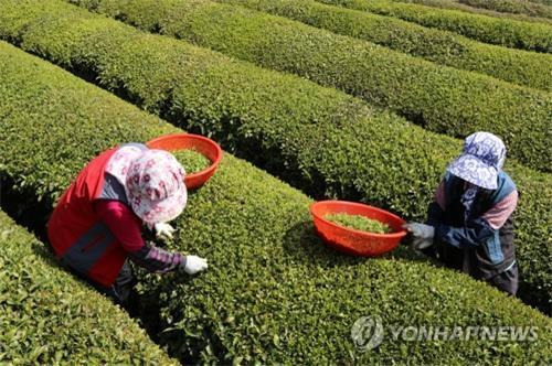 보성 녹차 햇차 수확 [연합뉴스 자료사진]