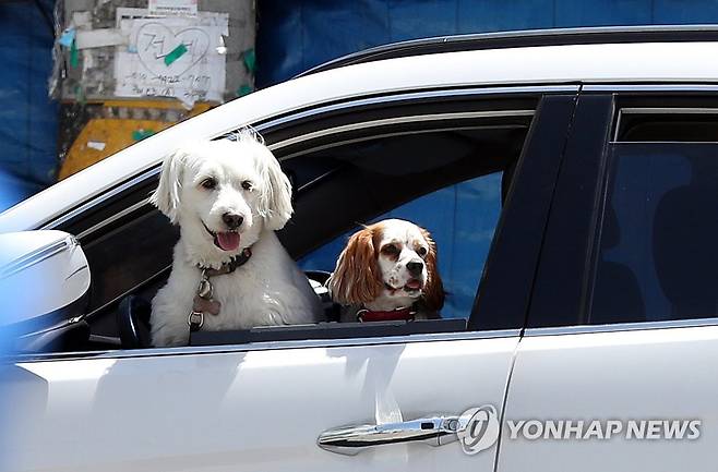 강아지 [촬영 김동민]