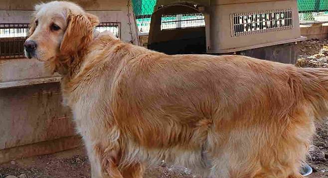 강원도 인제서 유기돼 발견된 골든 리트리버. 2018년생 암컷이고, 순하답니다. 인제군 유기동물보호소(033-460-2473)에서 보호 중입니다. 그대로 두면 안락사 됩니다. 사지 말고 입양하세요./사진=동물보호관리시스템