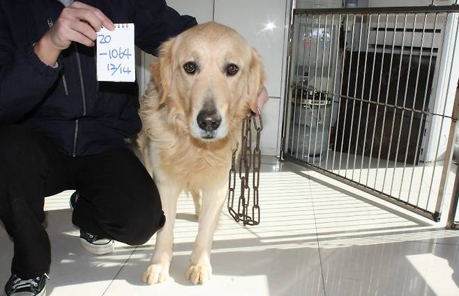 그대로 두면 안락사 됩니다. 사지 말고 입양하세요./사진=동물보호관리시스템