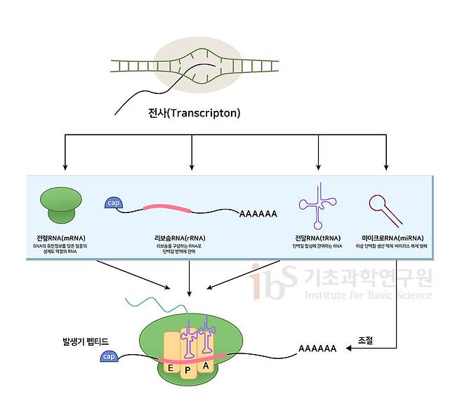 DNA의 정보를 바탕으로 RNA가 합성(전사)된다. 이후 RNA는 복제된 정보를 세포 내 단백질 공장인 리보솜으로 가져가 단백질을 만든다(번역). 이 과정에는 다양한 종류의 RNA가 참여한다./IBS