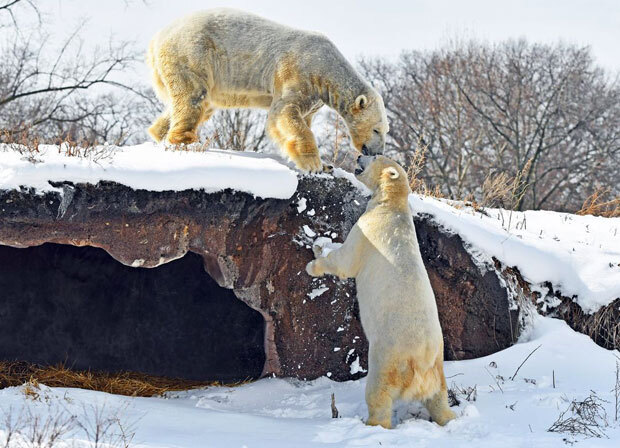 미국의 한 동물원에서 북극곰 교배 도중 수컷이 암컷을 물어죽이는 끔찍한 사고가 발생했다. 9일(현지시간) CNN은 미국 미시간주에 있는 디트로이트동물원이 북극곰 번식 프로그램에서 암컷 한 마리를 잃었다고 보도했다. 사진은 암컷 ‘아냐나’를 물어죽인 수컷 ‘누카’가 또 다른 암컷 ‘탈린’과 시간을 보내는 모습./사진=디트로이트동물원