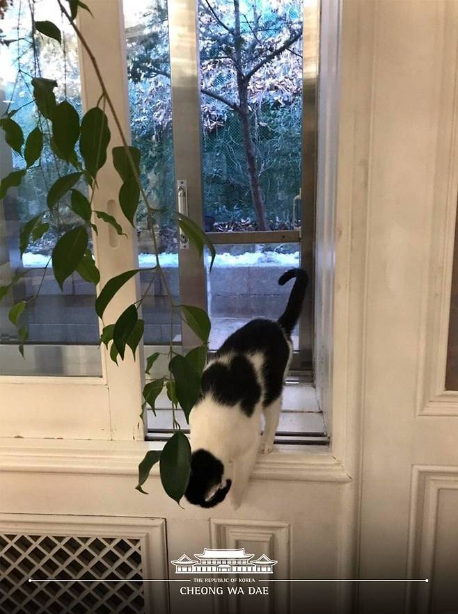 올해로 17살이 된 문재인 대통령의 반려묘 ‘찡찡이’가 창틀에 올라서 있다.