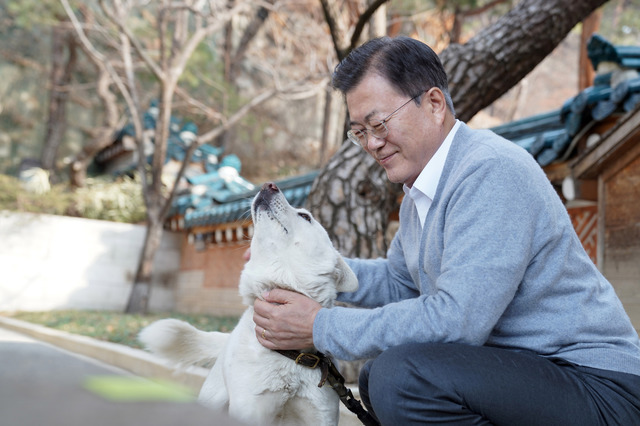 [서울=뉴시스] 문재인 대통령이 12일 청와대 관저에서 반려견 풍산개 곰이를 돌보며 설 명절을 보내고 있다. (사진=청와대 제공) 2021.02.12. photo@newsis.com *재판매 및 DB 금지