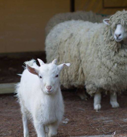비글구조네트워크가 15일 대구 한 동물원에서 구조했다고 밝힌 동물들 가운데 일부 모습. / 사진=인스타그램 캡처