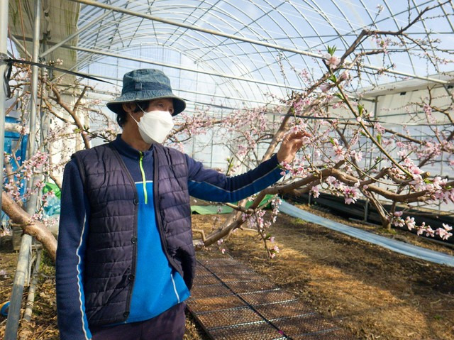 [청주=뉴시스]임선우 기자 = 16일 복사꽃이 만개한 충북 청주시 흥덕구 오송읍 한상열(64)씨 복숭아 시설하우스. (사진=청주시 제공) 2021.02.16. photo@newsis.com *재판매 및 DB 금지