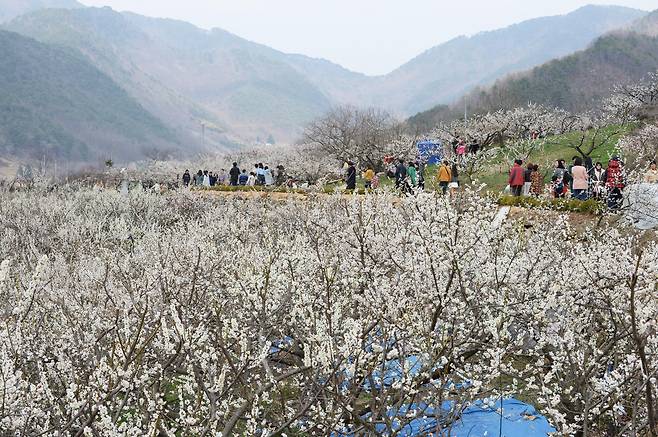 해마다 3월 매화꽃 축제가 열리는 양산시 원동면 일대에 만개한 매화꽃