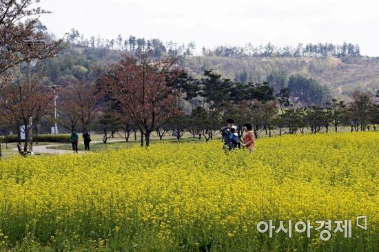 낙동강 10경 중 가장 아름다운 곳으로 꼽히는 경북 상주시 경천섬 공원에 4월경 유채꽃이 활짝 피어 있는모습.